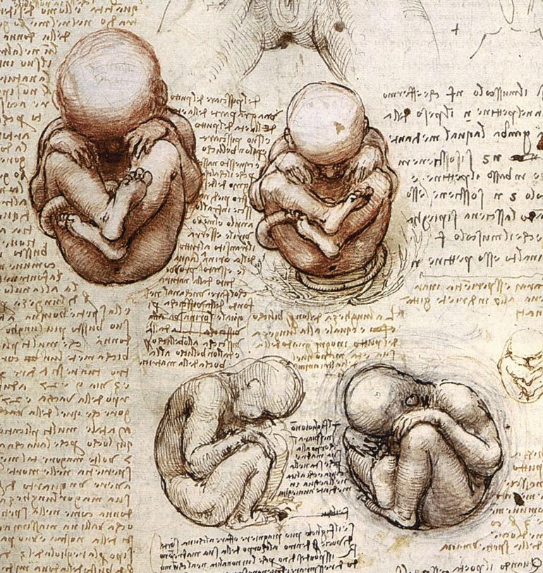 Leonardo's Anatomical Studies