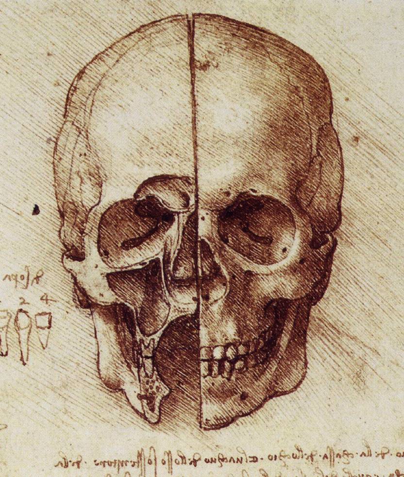 Studies of the Skull by Leonardo da Vinci, pen and ink, 1489, Royal Collection, Windsor